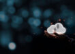 multicloud